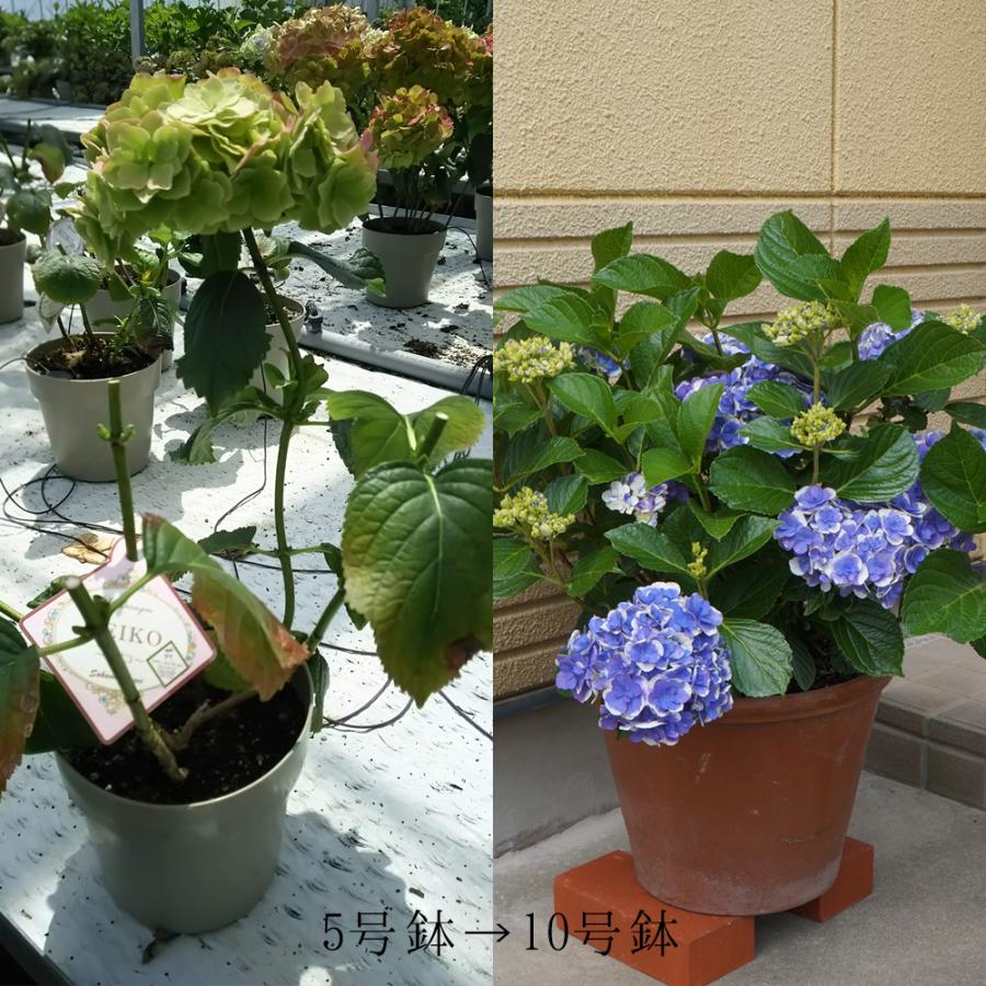 あじさい ケイコ苗木 人気品種あじさい苗木 さかもと園芸 5号鉢 庭木 花木 Ajisai Nae Keiko 群馬の鉢花カオプストア 通販 Yahoo ショッピング