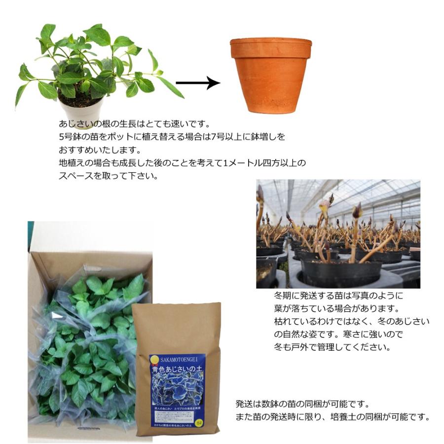 メアリー苗木 人気品種あじさい苗木 5号鉢 ２年物の充実株 庭木 花木 Ajisai Nae Marry 群馬の鉢花カオプストア 通販 Yahoo ショッピング