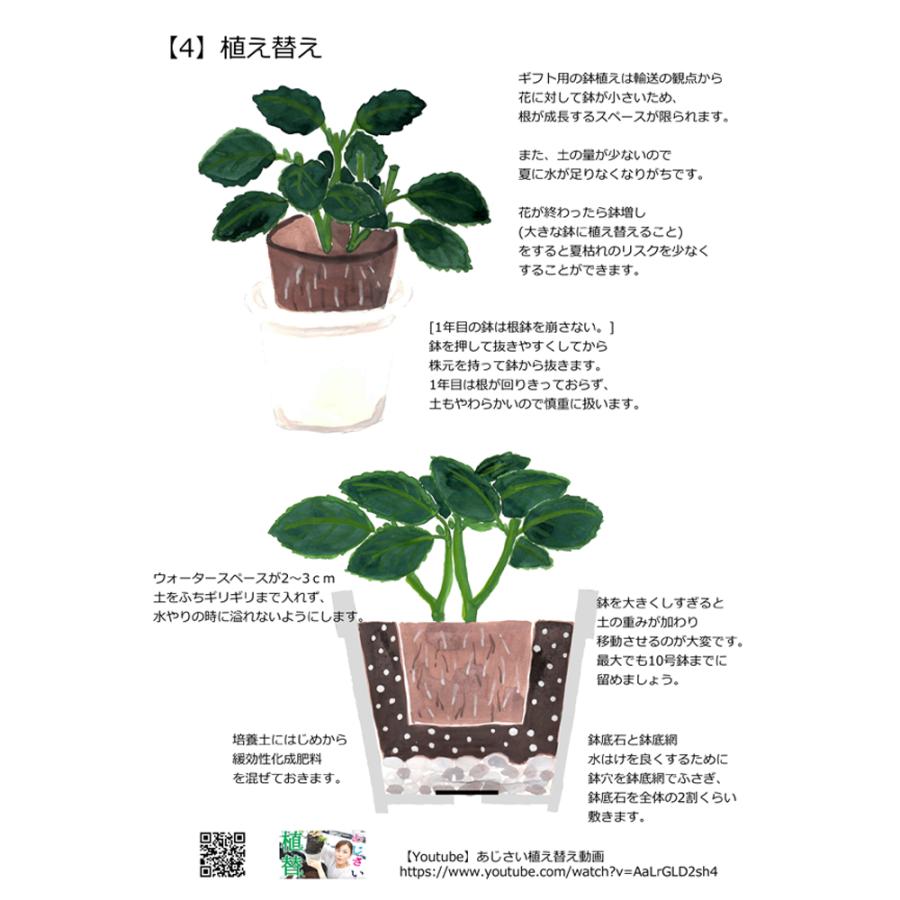 メアリー苗木 人気品種あじさい苗木 5号鉢 ２年物の充実株 庭木 花木 Ajisai Nae Marry 群馬の鉢花カオプストア 通販 Yahoo ショッピング