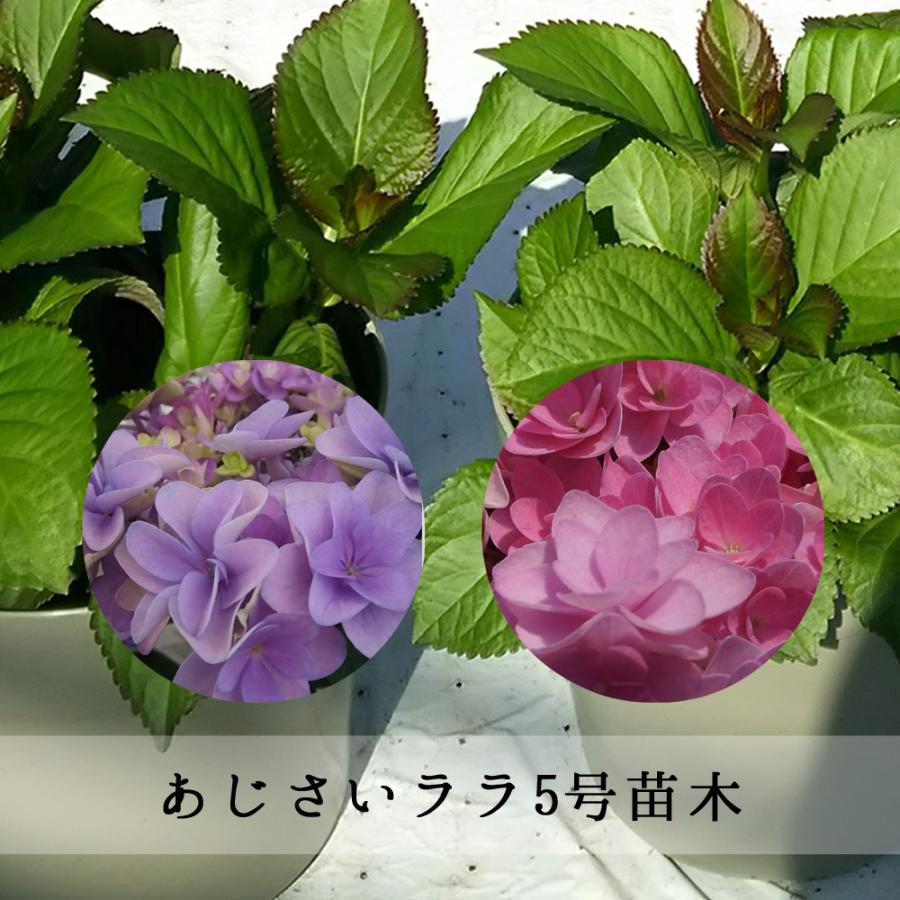 あじさい ララ苗木 人気品種あじさい苗木 さかもと園芸 5号鉢 庭木 花木 ポージィブーケ Ajisai Nae Rara 群馬の鉢花カオプストア 通販 Yahoo ショッピング