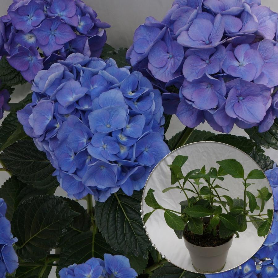 セルリアンブルー苗木 人気品種あじさい苗木 5号鉢 ２年物の充実株 庭木 花木 Ajisai Nae Serurian 群馬の鉢花カオプストア 通販 Yahoo ショッピング