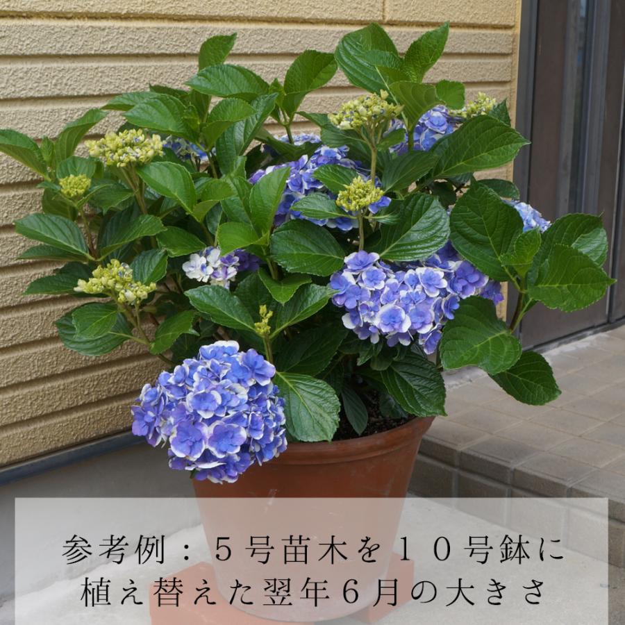 あじさい ユリカ苗木 人気品種あじさい苗木 さかもと園芸 5号鉢 庭木 花木 Ajisai Nae Yulika 群馬の鉢花カオプストア 通販 Yahoo ショッピング