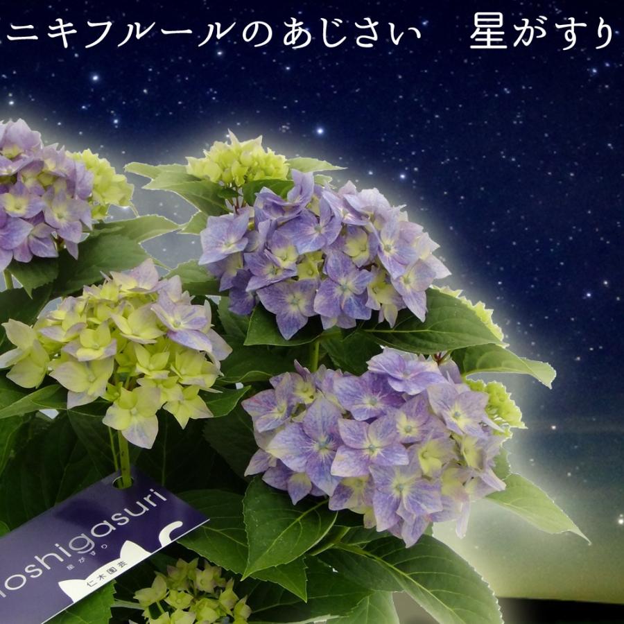 星がすり5号鉢 母の日 ニキフルールのあじさい 5号鉢 ギフト プレゼント アジサイ 鉢植え 送料無料 鉢花 Ajisai Niki Hoshigasurichoose01 群馬の鉢花カオプストア 通販 Yahoo ショッピング