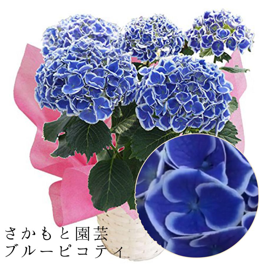 ブルーピコティ 母の日 達人のあじさい さかもと園芸 マナスル お祝い プレゼント アジサイ 鉢植え 送料無料 鉢花 Ajisai Picomana Blue01 群馬の鉢花カオプストア 通販 Yahoo ショッピング