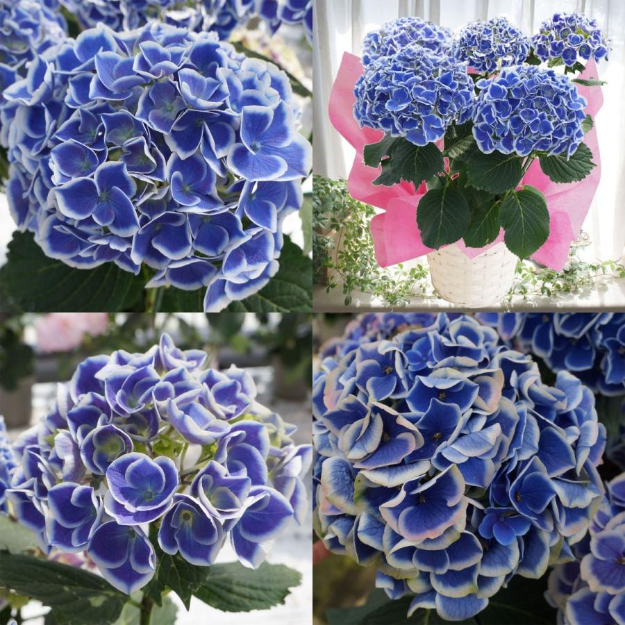 ブルーピコティ 母の日 達人のあじさい さかもと園芸 マナスル お祝い プレゼント アジサイ 鉢植え 送料無料 鉢花 Ajisai Picomana Blue01 群馬の鉢花カオプストア 通販 Yahoo ショッピング