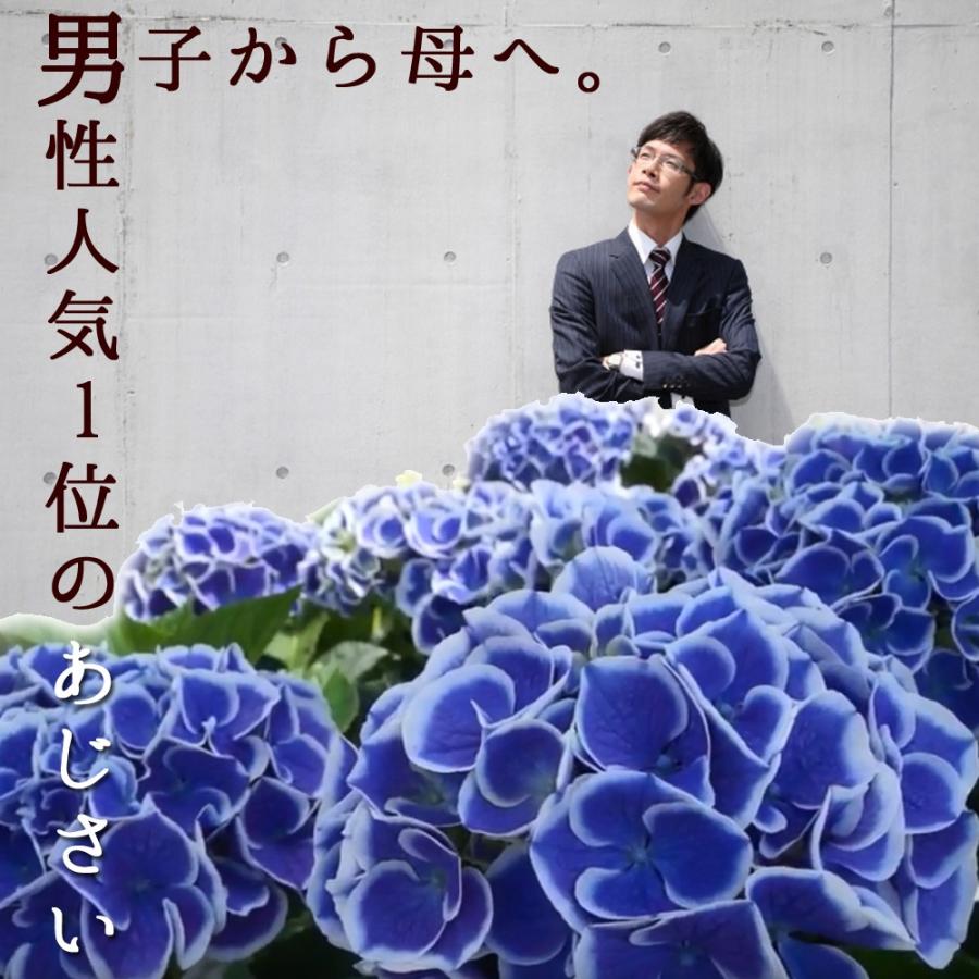 ブルーピコティ 母の日 達人のあじさい さかもと園芸 マナスル お祝い プレゼント アジサイ 鉢植え 送料無料 鉢花 Ajisai Picomana Blue01 群馬の鉢花カオプストア 通販 Yahoo ショッピング