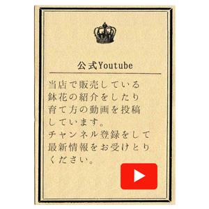 ピンキーリングピンク 母の日 達人のあじさい さかもと園芸 プレゼント アジサイ 鉢植え 鉢花 Ajisai Pinkyring01 群馬の鉢花カオプストア 通販 Yahoo ショッピング