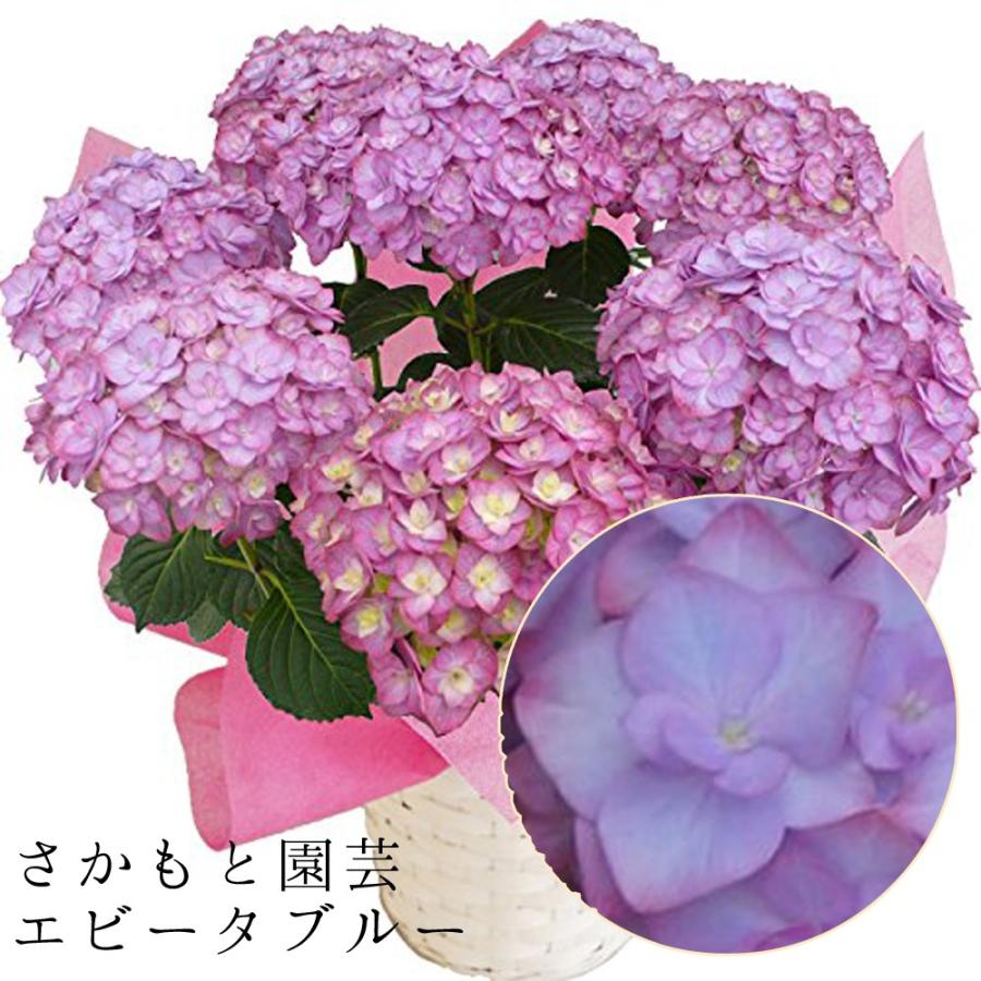 エビータブルー 母の日 達人のあじさい さかもと園芸 ポージィブーケ プレゼント アジサイ 鉢植え 鉢花 Ajisai Po Evitablue01 群馬の鉢花カオプストア 通販 Yahoo ショッピング