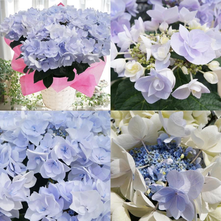 ノーブルブルー 母の日 達人のあじさい さかもと園芸 ポージィブーケ 母の日 プレゼント アジサイ 鉢植え 鉢花 Ajisai Po Nobleblue01 群馬の鉢花カオプストア 通販 Yahoo ショッピング