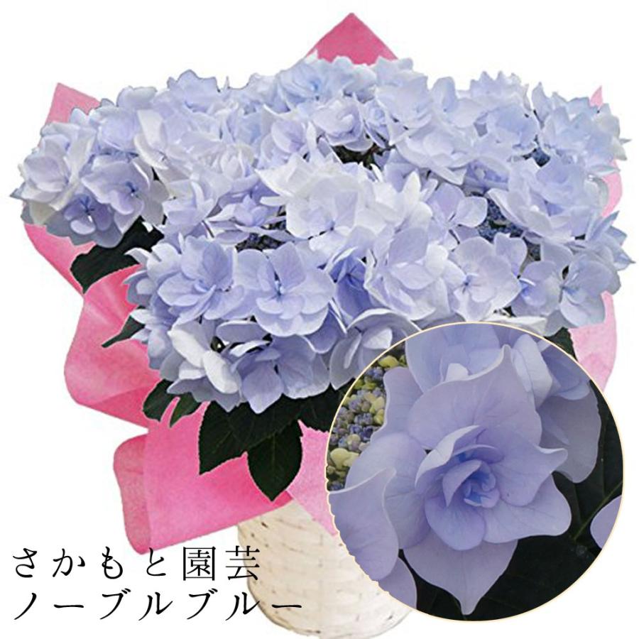 ノーブルブルー 母の日 達人のあじさい さかもと園芸 ポージィブーケ 母の日 プレゼント アジサイ 鉢植え 鉢花 Ajisai Po Nobleblue01 群馬の鉢花カオプストア 通販 Yahoo ショッピング
