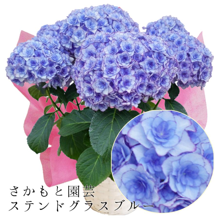 ステンドグラスブルー 母の日 達人のあじさい さかもと園芸 ポージィ
