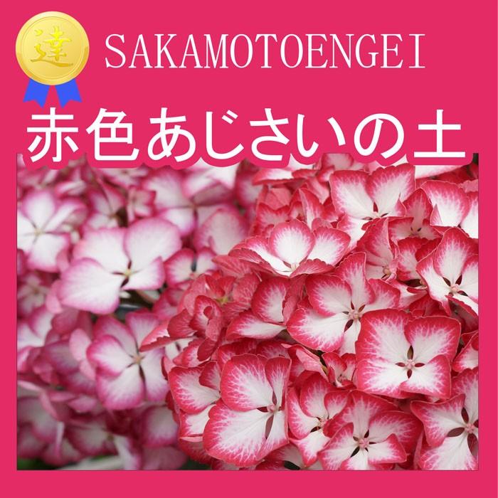 あじさい育種のオーソリティー さかもと園芸 達人のあじさい 赤色あじさいの土 イイハナ1187円 ５リットル 限定予約販売100袋 Asisai Red Soil 群馬の鉢花カオプストア 通販 Yahoo ショッピング