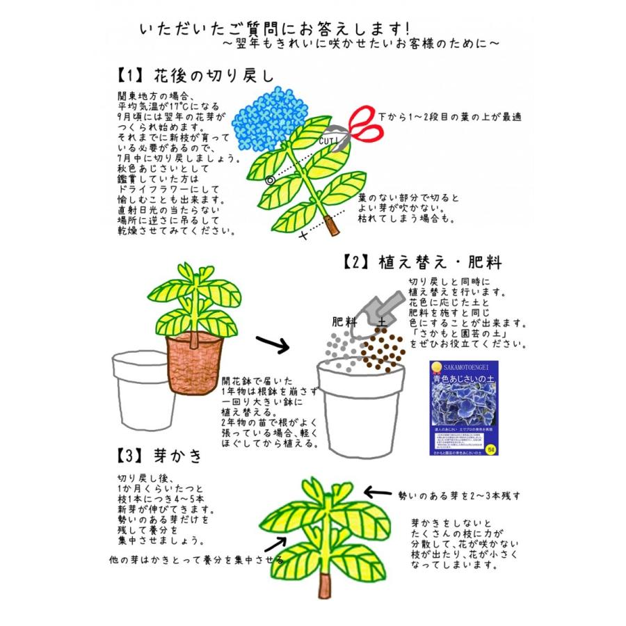 あじさい育種のオーソリティー さかもと園芸 達人のあじさい 赤色あじさいの土 イイハナ1187円 ５リットル 限定予約販売100袋 Asisai Red Soil 群馬の鉢花カオプストア 通販 Yahoo ショッピング