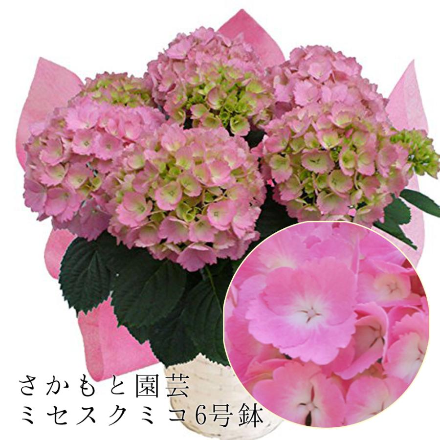 ミセスクミコ 大きい6号鉢 さかもと園芸 達人のあじさい 3月中旬発送開始 プレゼント アジサイ 鉢植え 入学式 Asjisai E6 Misesukumiko01 群馬の鉢花カオプストア 通販 Yahoo ショッピング