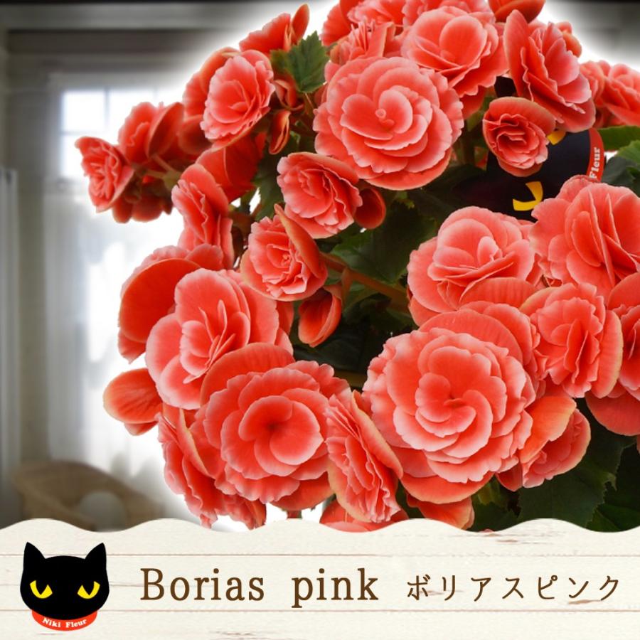 平日朝注文で即日発送 ベゴニア ボリアス 5号 鉢植え 群馬ニキフルール直送 カオプストア Bego Borias Pink01 群馬の鉢花カオプストア 通販 Yahoo ショッピング