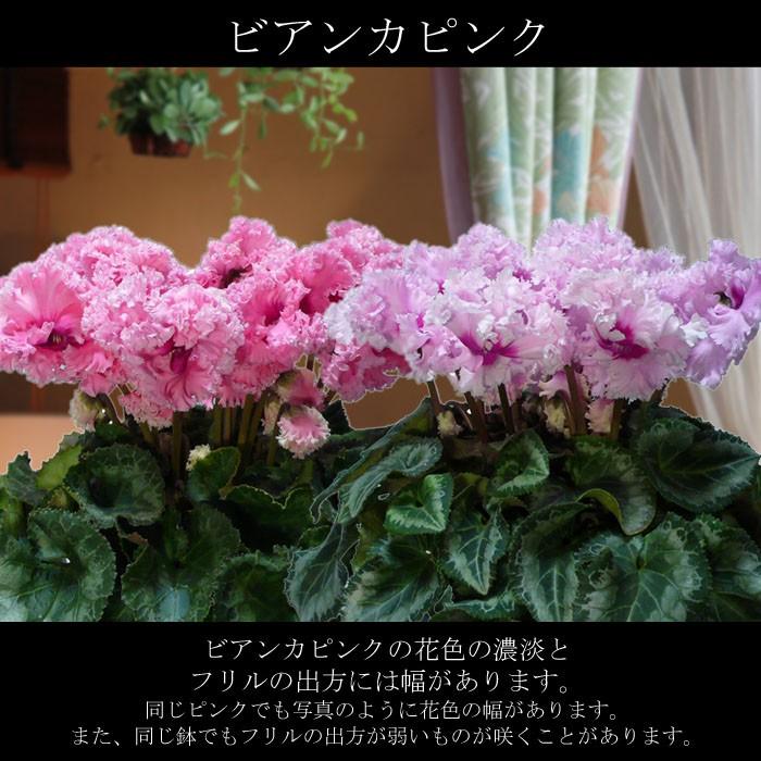 平日朝7時まで注文確定で即日発送】シクラメン ビアンカピンク 農林