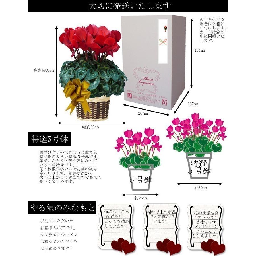 平日朝7時まで注文確定で即日発送】シクラメン ビアンカピンク 農林