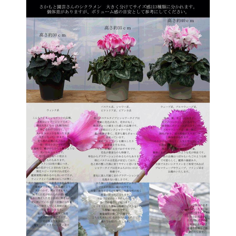 シクラメン ビアンカピンク 農林水産大臣賞受賞 さかもと園芸 お歳暮 ギフト 鉢花 Cyc Bianca Pink01 群馬の鉢花カオプストア 通販 Yahoo ショッピング