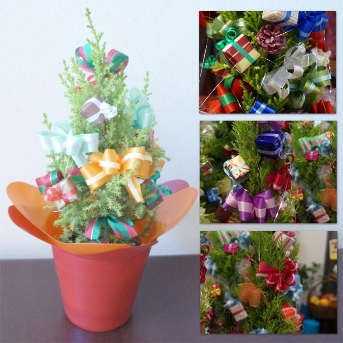 花屋さんのクリスマスツリーs ミニチュアプレゼントいっぱいのクリスマスツリー ゴールドクレスト クリスマスプレゼント Kao Ct S 群馬の鉢花カオプストア 通販 Yahoo ショッピング
