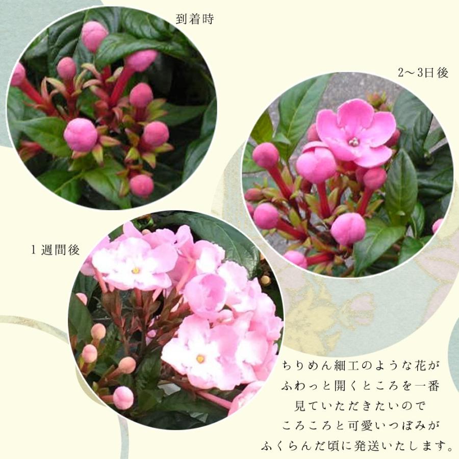 ギフト 花 鉢花 花鉢 鉢植え 蕾から におい桜 ルクリア ココ フラワー オブザイヤー カオプストア 群馬の鉢花 Luculia Coco03 群馬の鉢花カオプストア 通販 Yahoo ショッピング