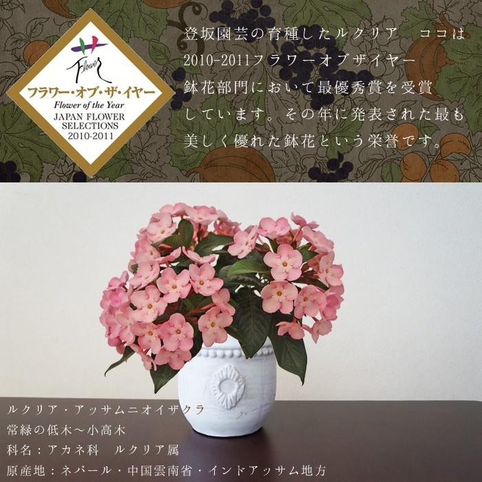 ギフト 花 鉢花 花鉢 鉢植え 蕾から におい桜 ルクリア ココ フラワー オブザイヤー カオプストア 群馬の鉢花 Luculia Coco03 群馬の鉢花カオプストア 通販 Yahoo ショッピング