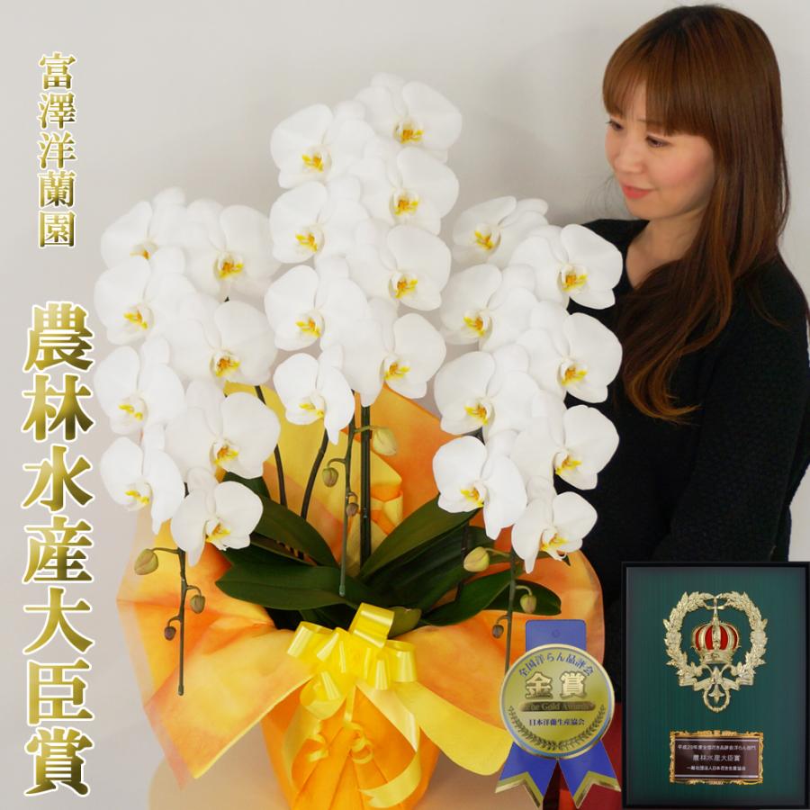 胡蝶蘭 富澤洋蘭園 白大輪 3本立ち 28輪以上 蕾含む ギフト プレゼント お祝い お悔み 鉢花 鉢植え フラワー 蘭 当選 御祝 Orchid 3l 30 群馬の鉢花カオプストア 通販 Yahoo ショッピング