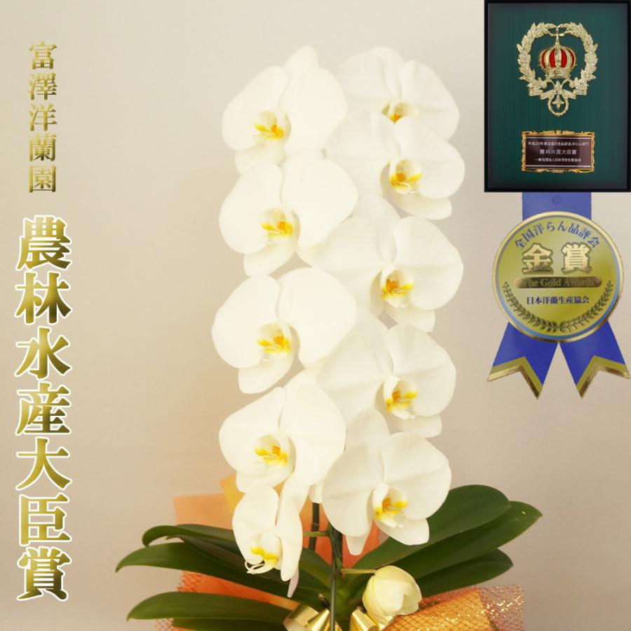 小澤一正、日常の静物-胡蝶蘭-、希少な画集より、新品高級額・額装付 小澤一正、日常の静物-胡蝶蘭-、希少な画集より、新品高級額・額装