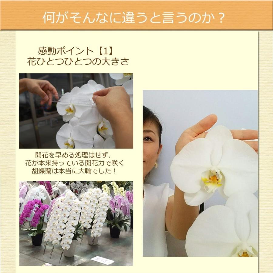 胡蝶蘭 富澤洋蘭園 白大輪 1本立ち 8輪以上(蕾含む) ギフト プレゼント