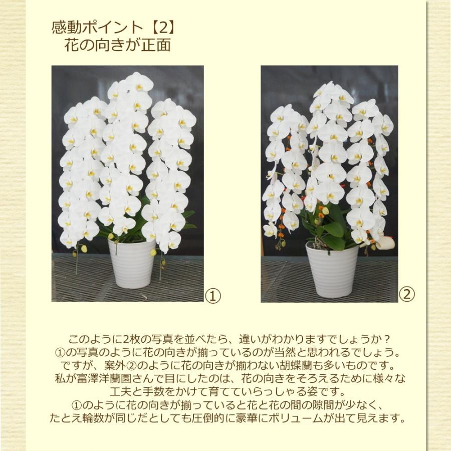 胡蝶蘭 富澤洋蘭園 白大輪 1本立ち 8輪以上(蕾含む) ギフト プレゼント
