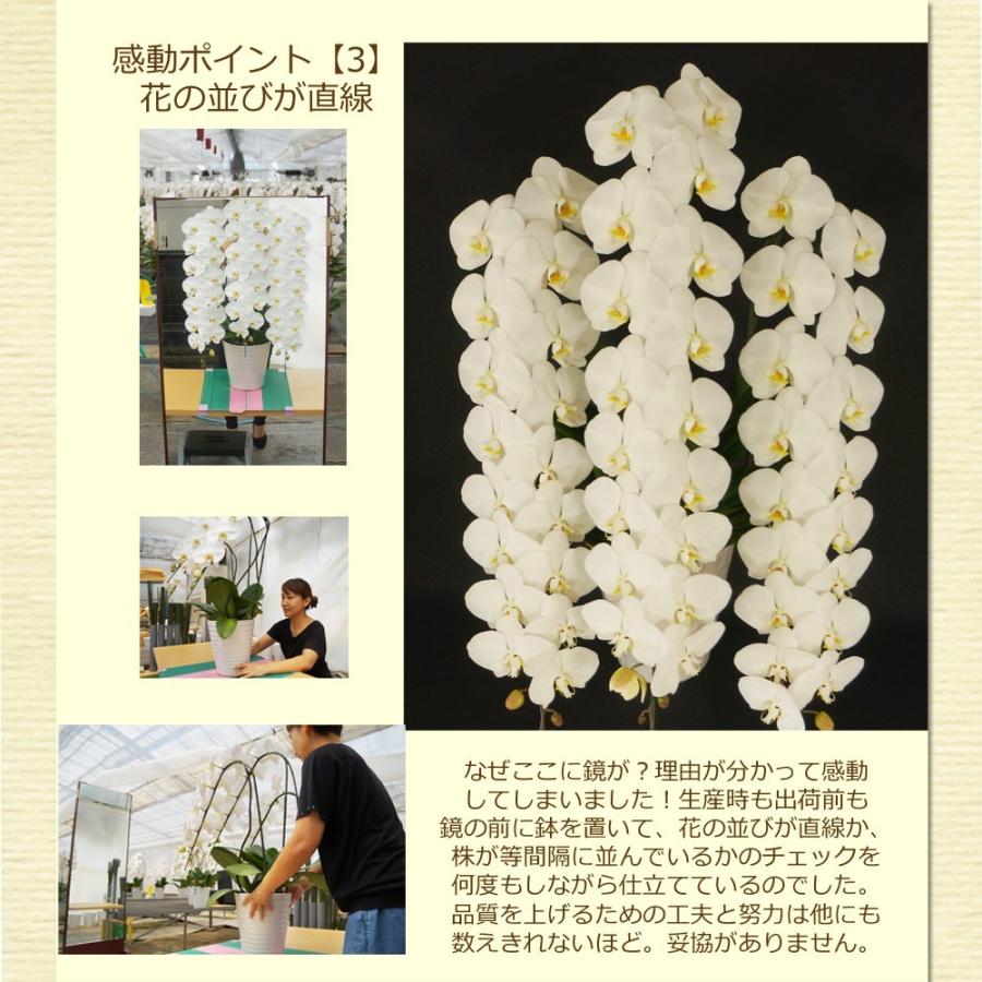 胡蝶蘭 富澤洋蘭園 白大輪 1本立ち 8輪以上(蕾含む) ギフト プレゼント