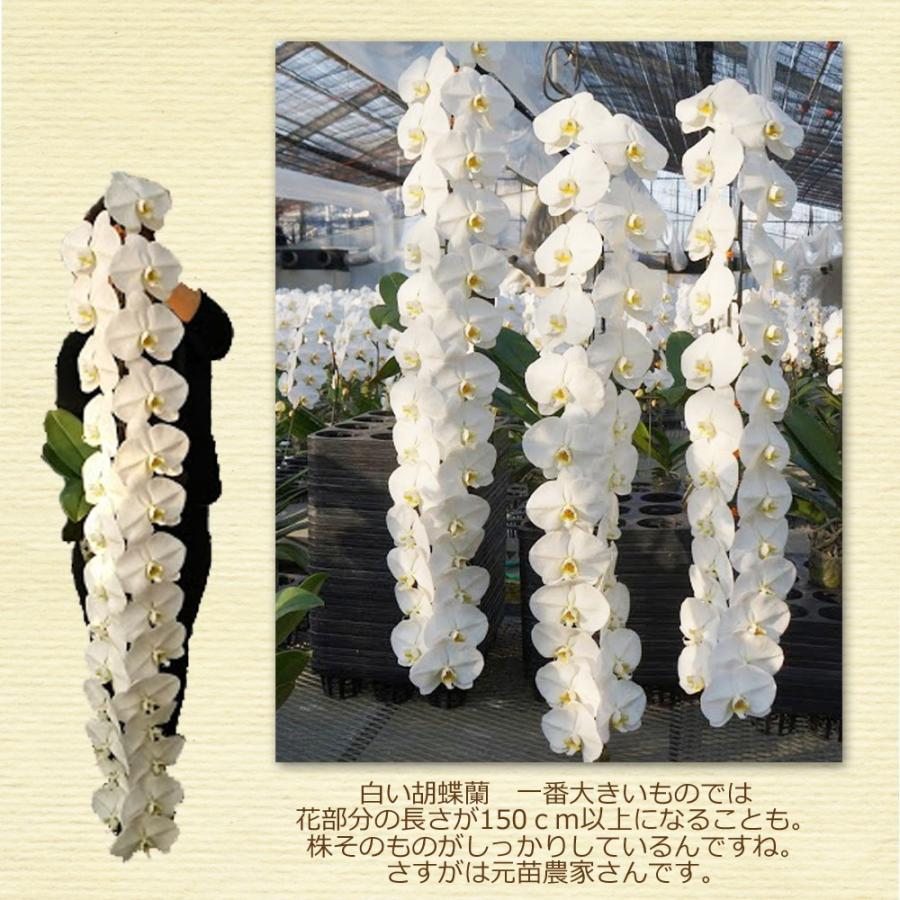 胡蝶蘭 富澤洋蘭園 白大輪 1本立ち 8輪以上(蕾含む) ギフト プレゼント