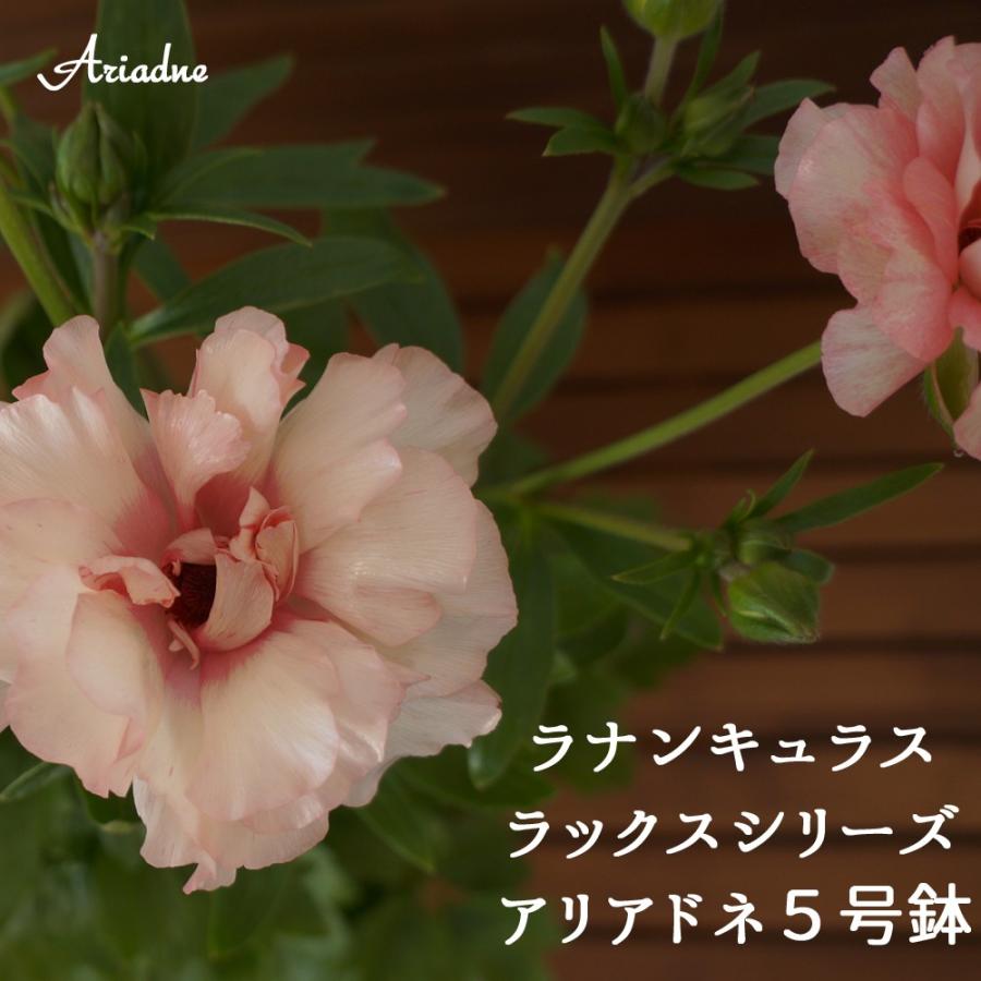 予約3月発送 ラナンキュラスラックスシリーズ アリアドネ 5号 鉢植え 群馬登坂園芸直送 カオプストア Ranalax Ariadne01 群馬の鉢花カオプストア 通販 Yahoo ショッピング