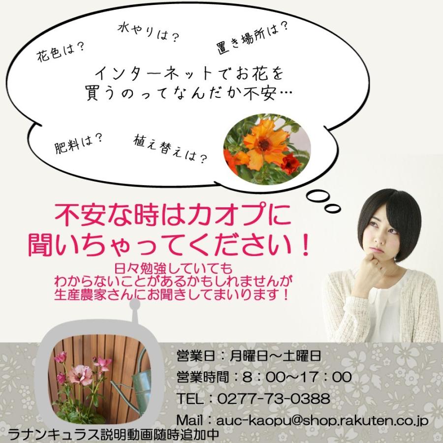 予約3月発送 ラナンキュラスラックスシリーズ アリアドネ 5号 鉢植え 群馬登坂園芸直送 カオプストア Ranalax Ariadne01 群馬の鉢花カオプストア 通販 Yahoo ショッピング