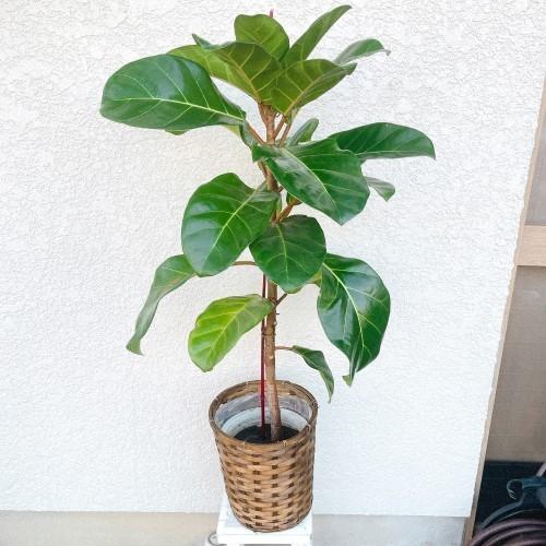 オンラインストア販売済み フィカス アフリカンプリンス 110cm 超希少 レア 入手困難 ゴムの木 ショッピングオンラインストア Ssl Daikyogo Or Jp