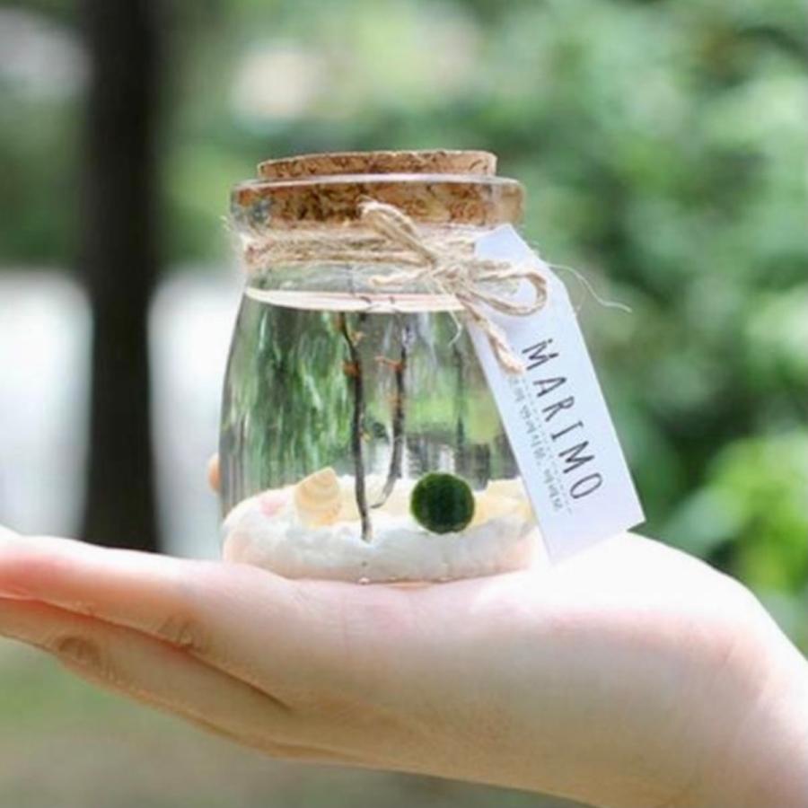 まりも 北海道の商品一覧 通販 Yahoo ショッピング