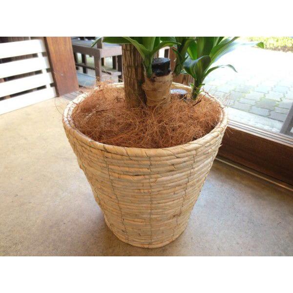 観葉植物用　飾り鉢 観葉植物の販売・ギフトならフラワーコーポレーション / 観葉植物 種類
