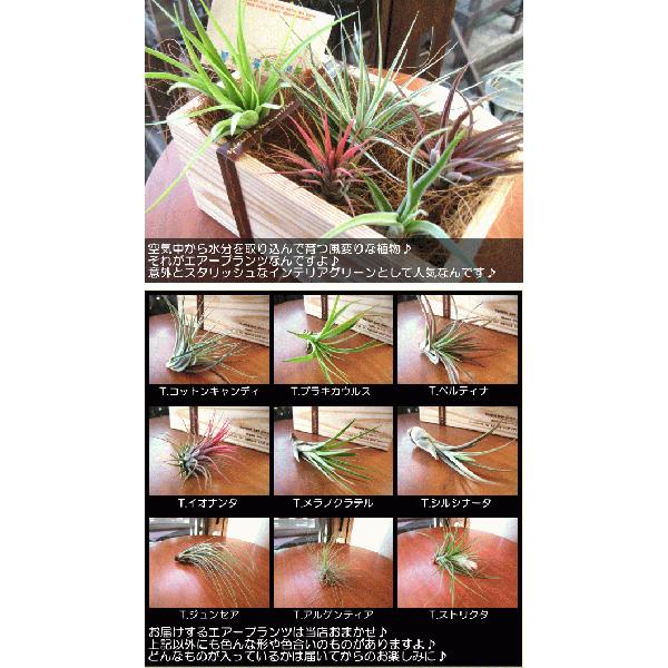 エアープランツおまかせ5種ギフトウッドボックスセット エアプランツ