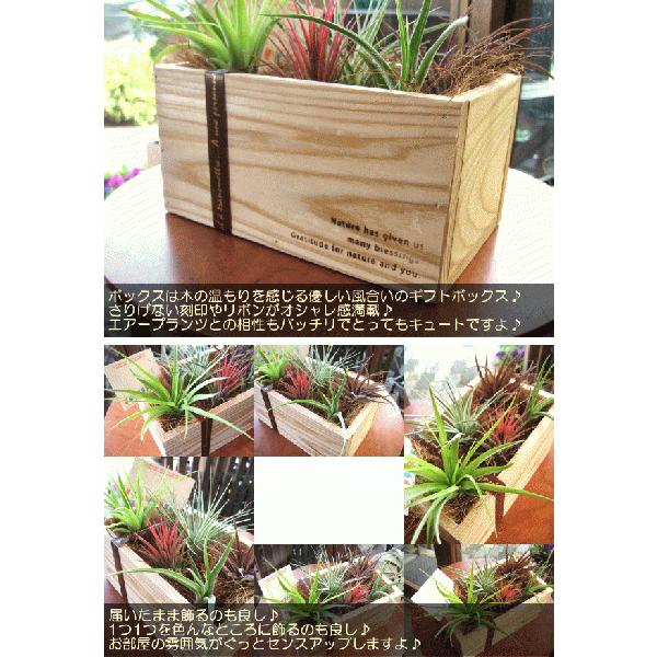 エアープランツおまかせ5種ギフトウッドボックスセット エアプランツ