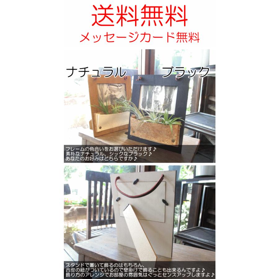 エアープランツおまかせ3種フォトフレームセット ディスプレイウッド