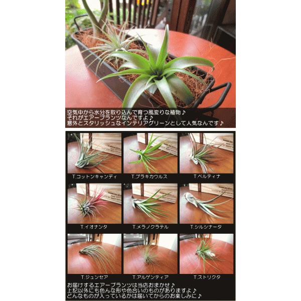 エアープランツおまかせ3種ブリキトレイセット 北欧 雑貨 風水 エア