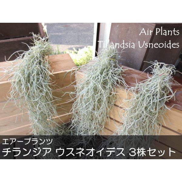エアープランツ チランジア ウスネオイデス 3株セット インテリア 雑貨 風水 エアプランツ プレゼント ティランジア ミニ観葉 観葉植物 スパニッシュモス Airplants 11 薫る花 通販 Yahoo ショッピング