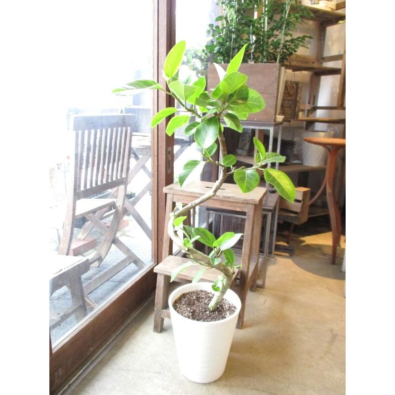 フィカス アルテシーマ 曲がり仕立て 8号鉢サイズ 白色 セラアート鉢