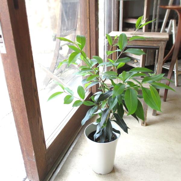 春の新作続々 アマゾンオリーブ 6号鉢サイズ 鉢植え 薫る花 観葉植物 おしゃれ インテリアグリーン アジアンテイスト 大型 中型