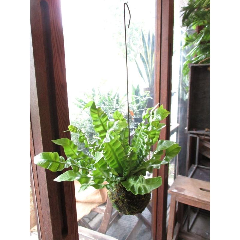 アスプレニウム エメラルドウェーブ 苔玉仕立て ワイヤー吊り玉仕立て クリスピーウェーブ タニワタリ 送料無料 薫る花 観葉植物 おしゃれ インテリアグリーン Asplenium 01 薫る花 通販 Yahoo ショッピング