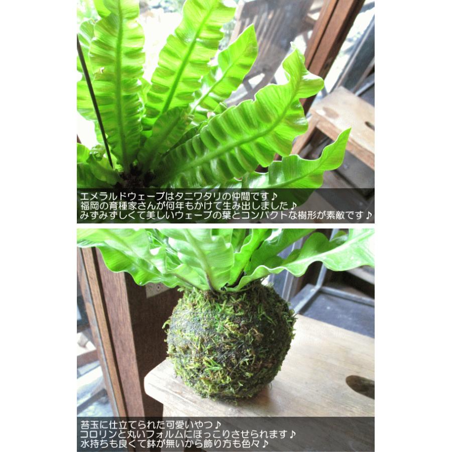 アスプレニウム エメラルドウェーブ 苔玉仕立て ワイヤー吊り玉仕立て