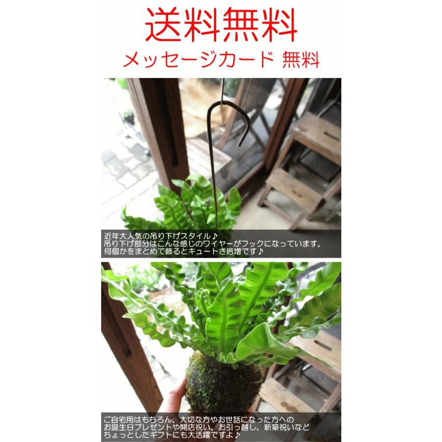 アスプレニウム エメラルドウェーブ 苔玉仕立て ワイヤー吊り玉仕立て クリスピーウェーブ タニワタリ 送料無料 薫る花 観葉植物 おしゃれ インテリア グリーン Asplenium 01 薫る花 通販 Yahoo ショッピング