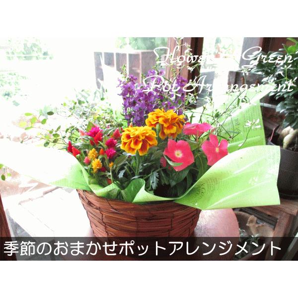 季節のおまかせポットアレンジメント 山草いぐさバスケット 寄せ鉢 花 フラワー 寄せ植え アソート ガーデニング ベランダ 玄関 プレゼント ギフト お誕生日 Assort 05 薫る花 通販 Yahoo ショッピング
