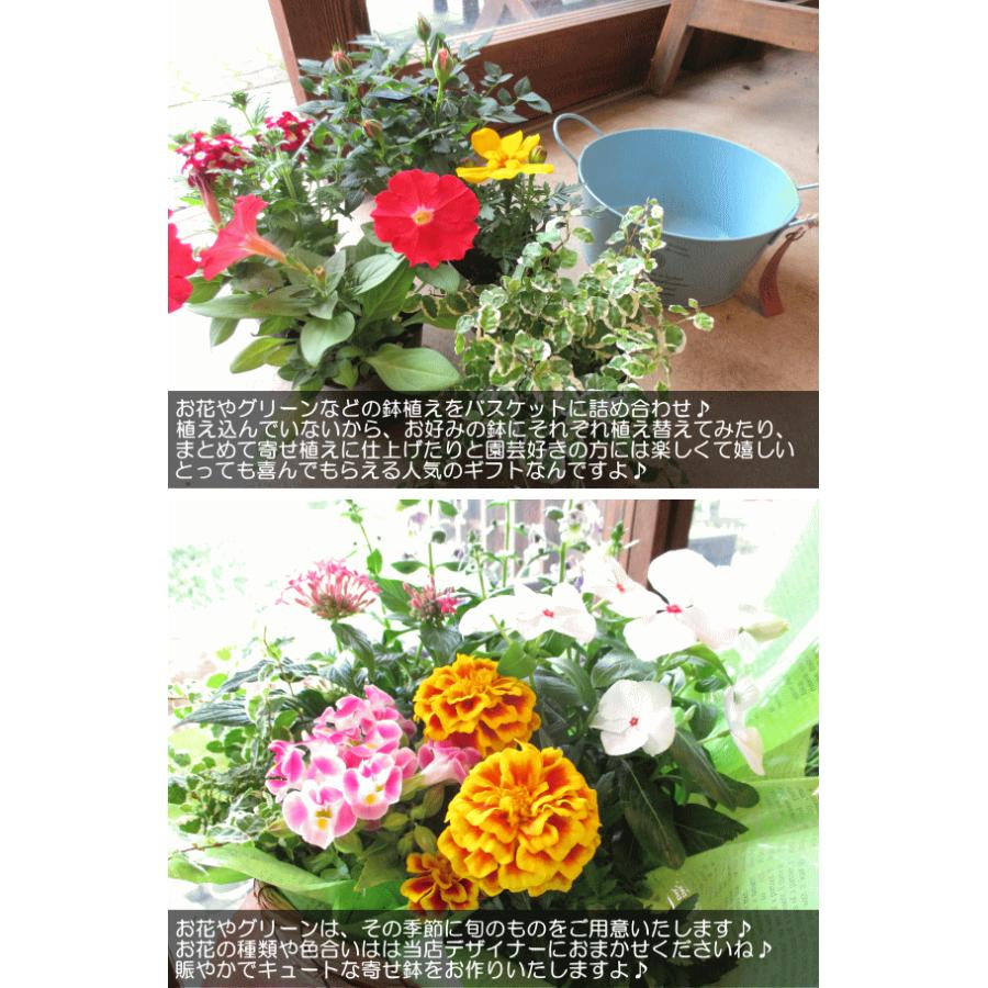 季節のおまかせポットアレンジメント 山草いぐさバスケット 寄せ鉢 花 フラワー 寄せ植え アソート ガーデニング ベランダ 玄関 プレゼント ギフト お誕生日 Assort 05 薫る花 通販 Yahoo ショッピング