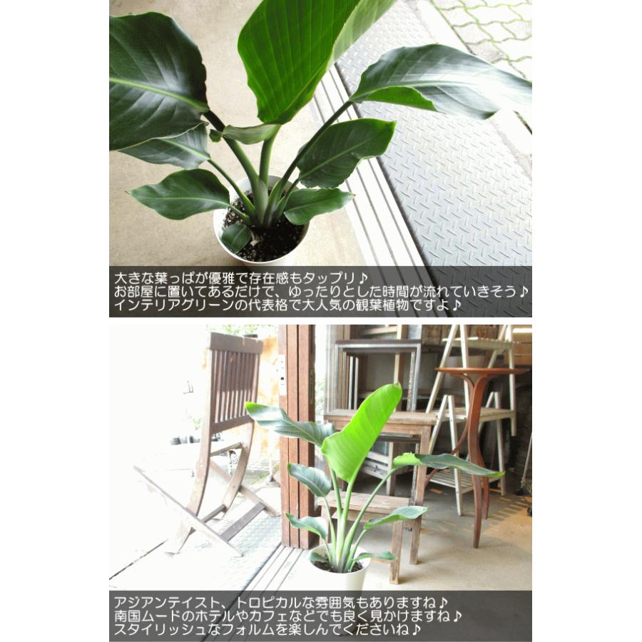 オーガスタ ストレリチア ニコライ 6号鉢サイズ 鉢植え ストレチア