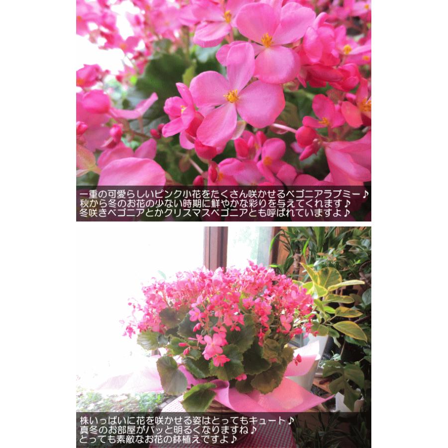 クリスマス ベゴニア ラブミー 5号鉢サイズ 鉢植え 花 フラワー 鉢花 プレゼント ギフト 贈り物 お誕生日 開店祝い 引っ越し祝い お祝い 冬咲き ベゴニア Begonia 01 薫る花 通販 Yahoo ショッピング